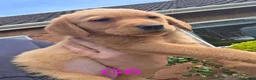 Goldador dogs for sale: Gorgeous Goldador Puppies  - Advert 15