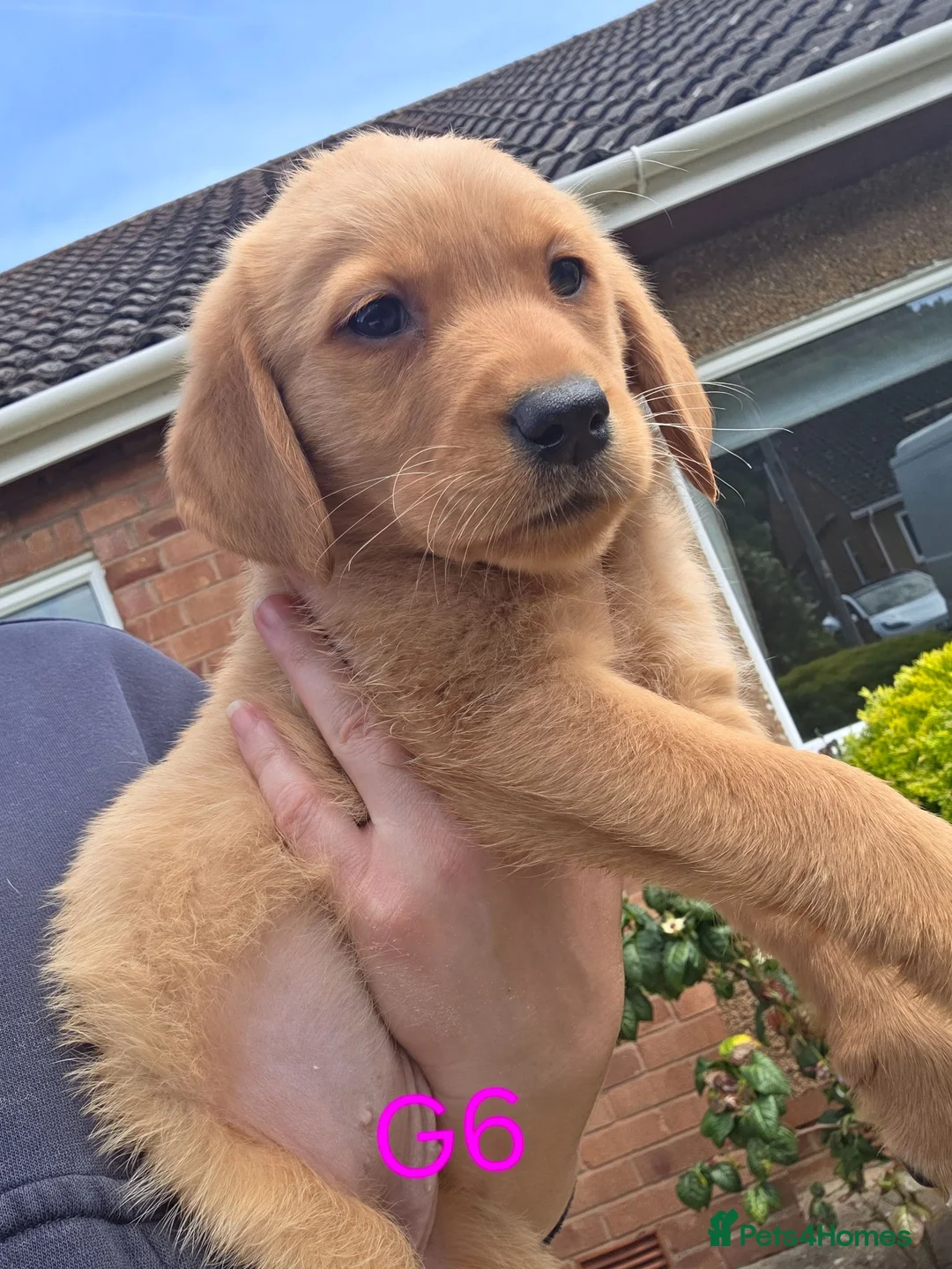Goldador dogs for sale: Gorgeous Goldador Puppies  - Advert 15