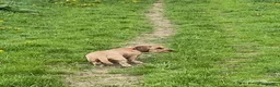 Dachshund dogs for sale: 4yr Old Dachshund for rehoming in Salisbury - Advert 4