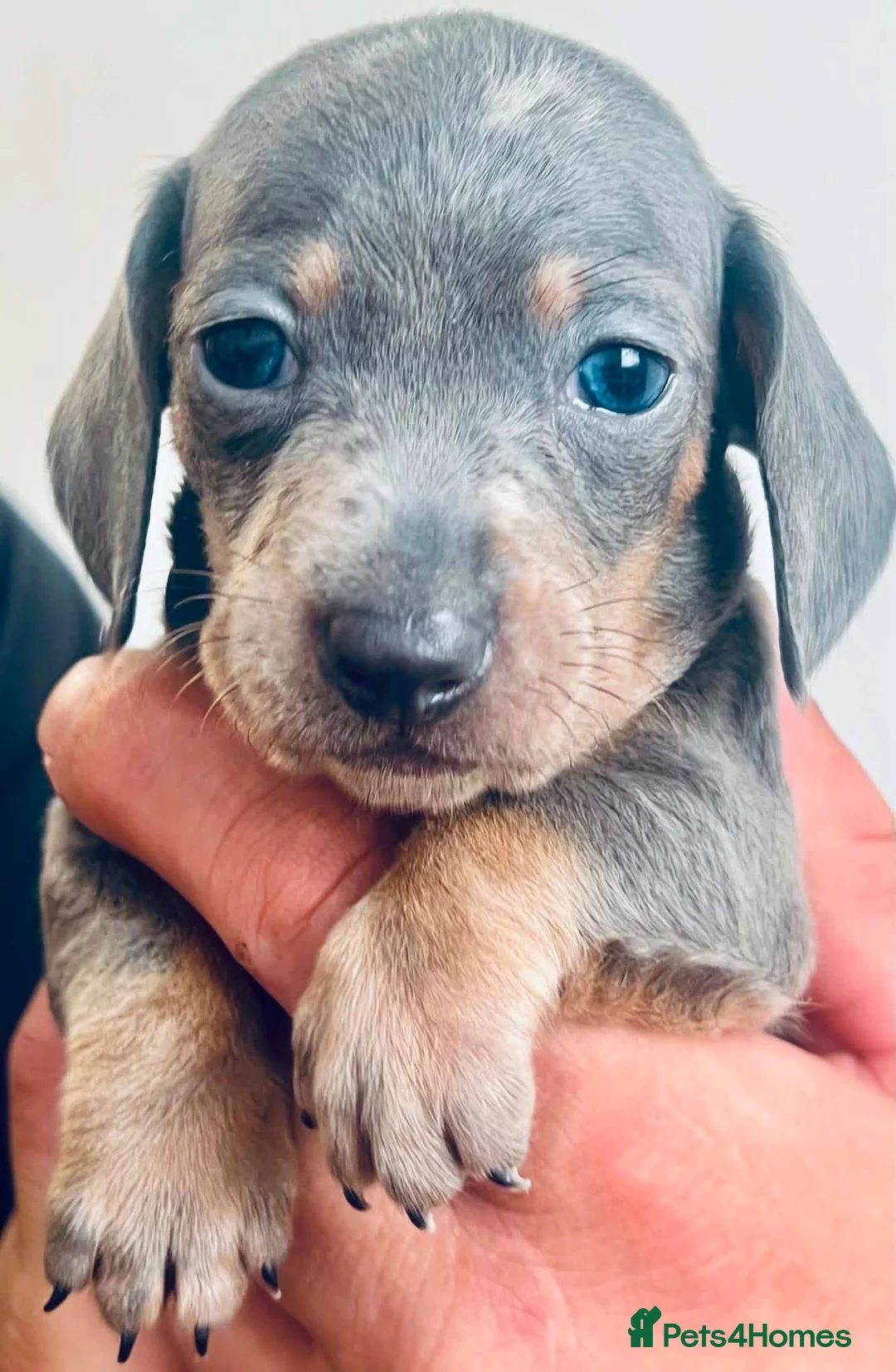 Dachshund dogs for sale: Puppy  - Advert 2
