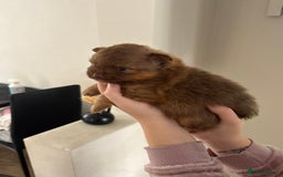 Pomeranian dogs for sale: Pomeranian puppies  - Image 12