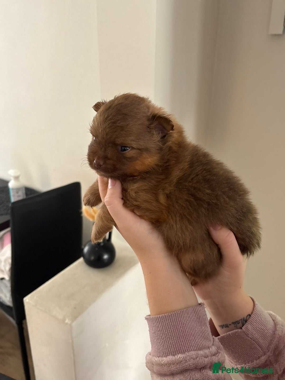 Pomeranian dogs for sale: Pomeranian puppies  - Image 12