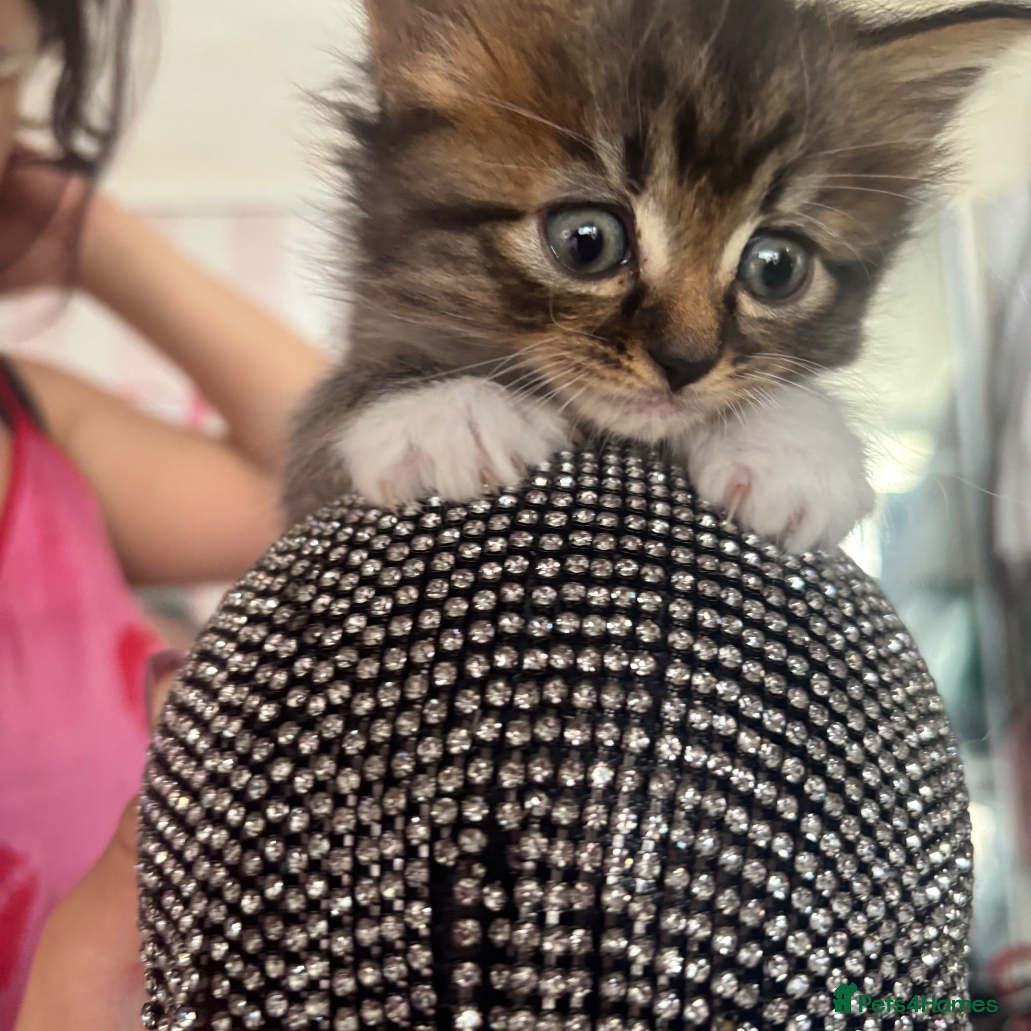 Mixed Breed cats 4 Long Hair Kittens  - Advert 1