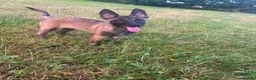 Belgian Shepherd Dog dogs for sale: Belgain malinois  - Advert 4
