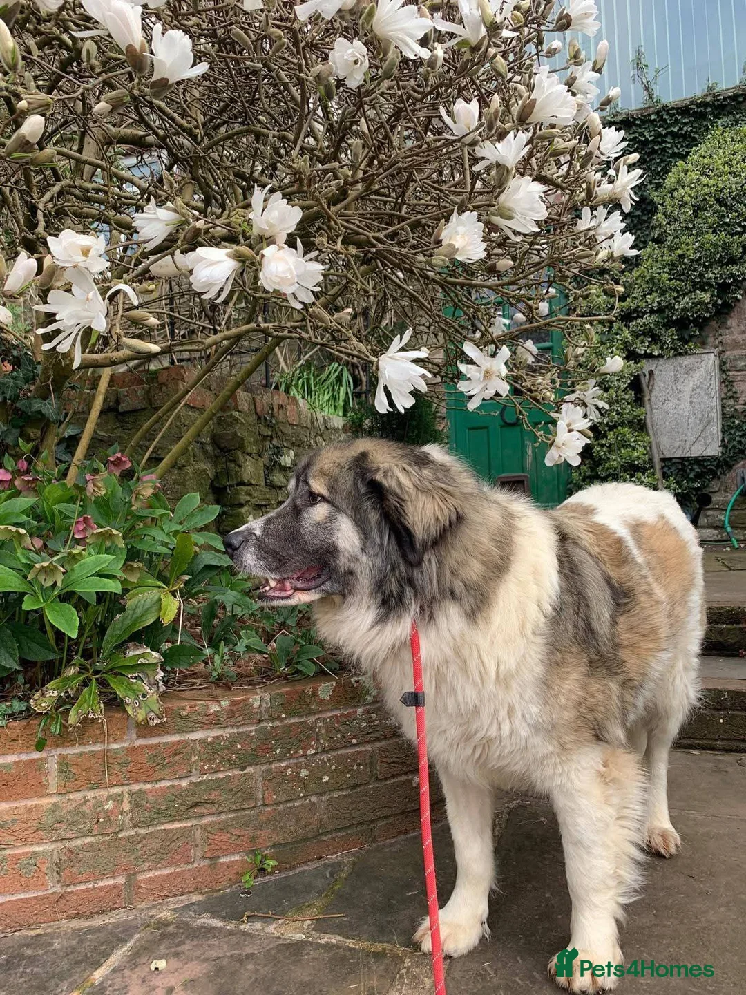 Mixed Breed dogs for adoption: Meet Tinsel, currently residing in Gloucestershire in Blakeney - Advert 1