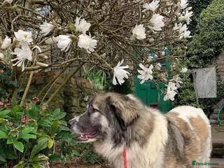 Mixed Breed dogs Meet Tinsel, currently residing in Gloucestershire - Advert 6