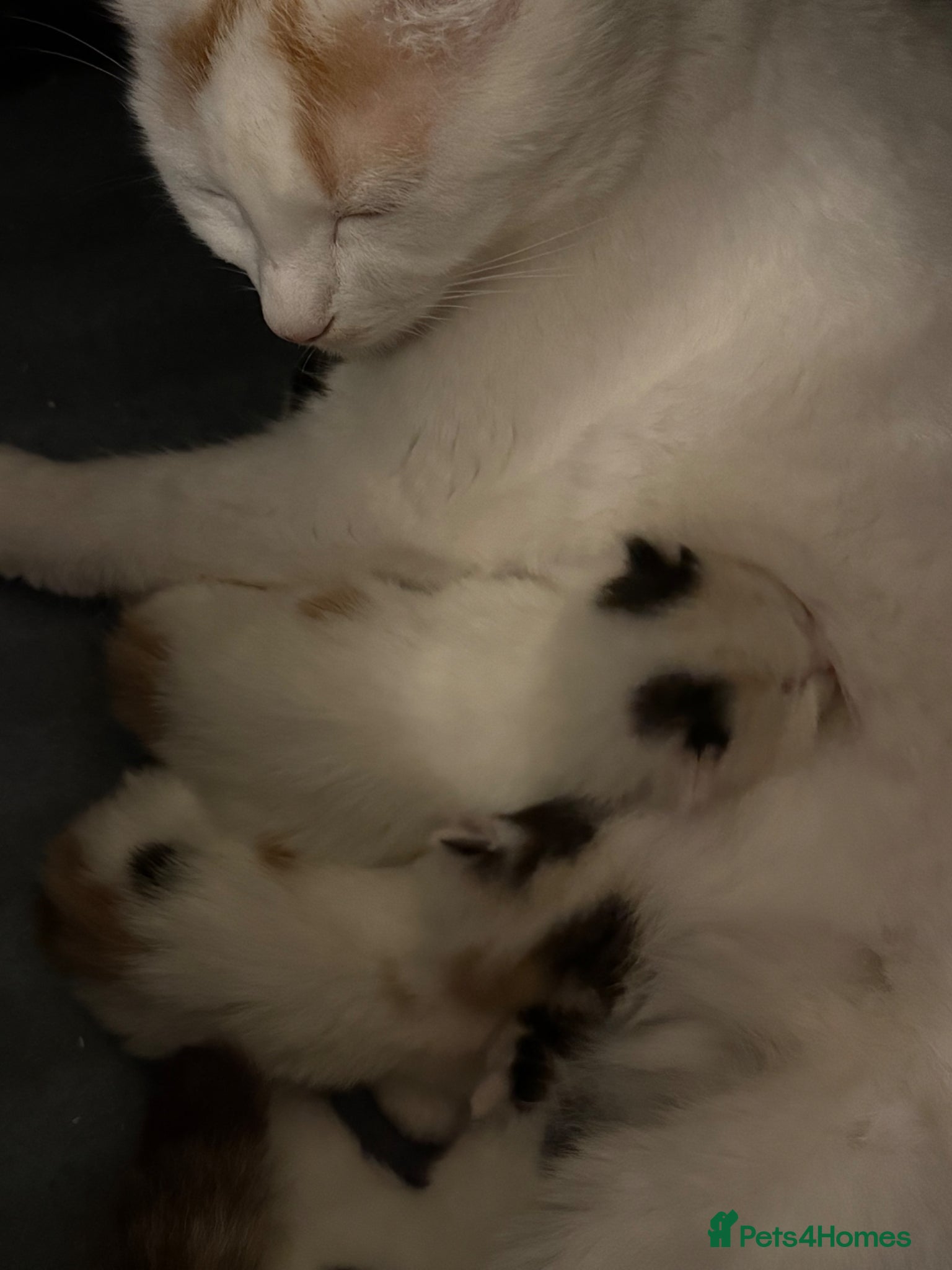 Mixed Breed cats Gorgeous kittens  - Advert 1