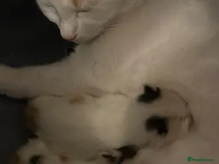 Mixed Breed cats Gorgeous kittens - Advert 1