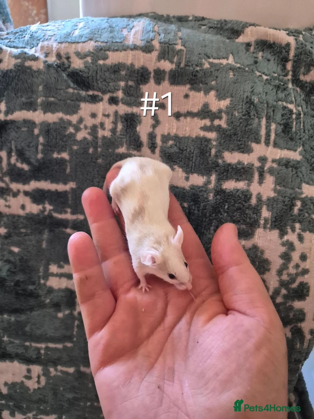 Mouse rodents for sale: 2 Cute Female Fancy Mice - Advert 2