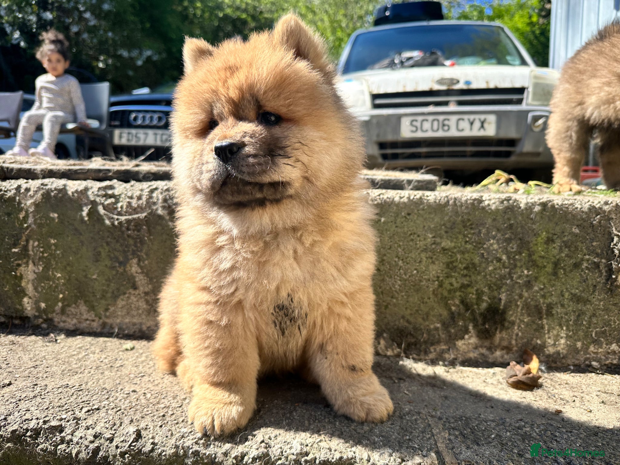 Chow Chow dogs Chow chow  - Advert 2