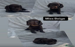 Cocker Spaniel dogs for sale: Extensively Health tested/KC REG Cocker Puppies - Image 14