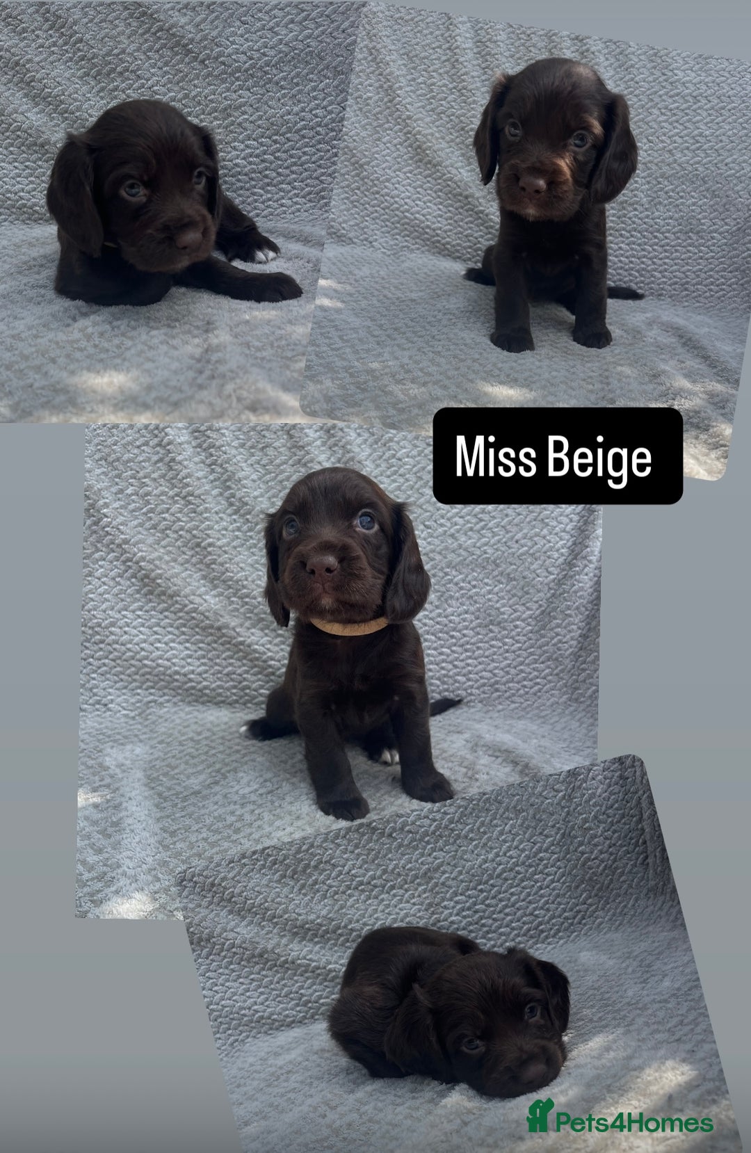 Cocker Spaniel dogs for sale: Extensively Health tested/KC REG Cocker Puppies - Image 14