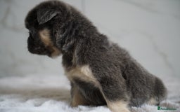 French Bulldog dogs for sale: Exceptional Fluffy French Bulldog Puppies - Image 35