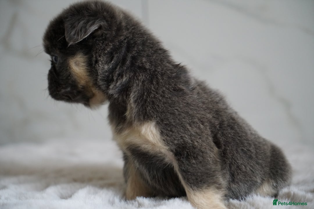 French Bulldog dogs for sale: Exceptional Fluffy French Bulldog Puppies - Image 35