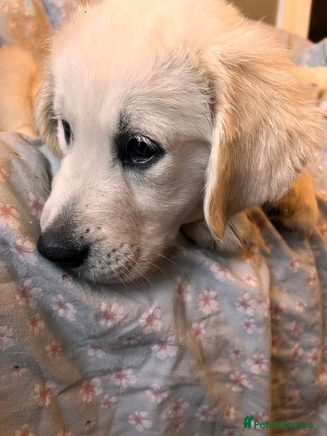Golden Retriever dogs for sale: Last girl remaining  in Doncaster - Image 26