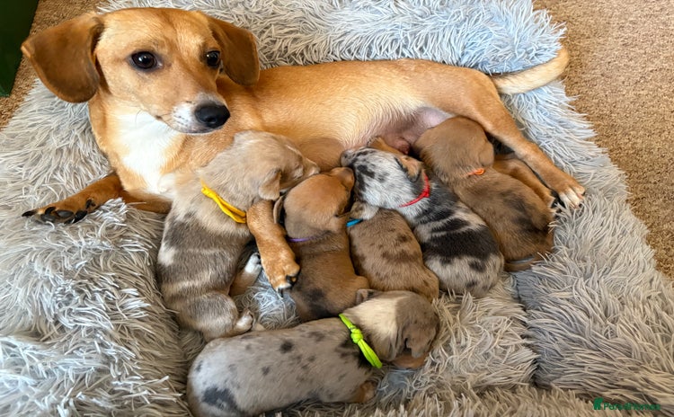 Miniature Dachshund dogs - Advert 1