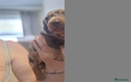 Miniature Dachshund dogs for sale: 2 adorable chunky miniature dachshund  - Image 1