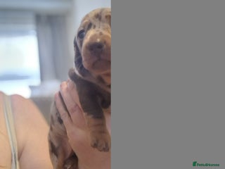 Miniature Dachshund dogs for sale - Advert 1