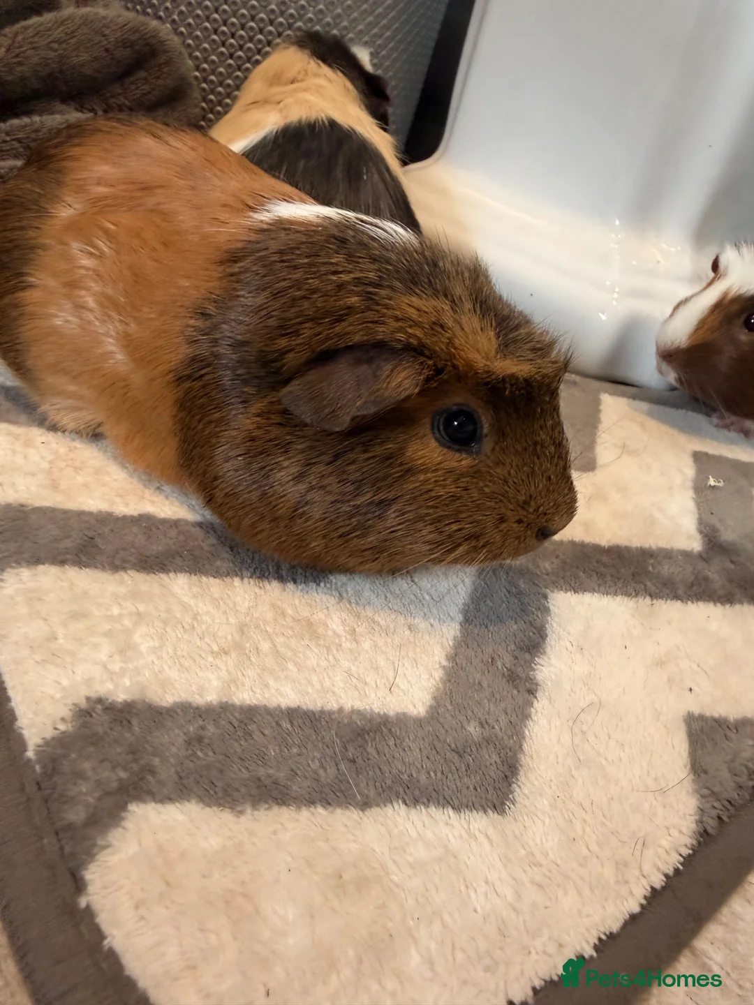 Guinea Pig rodents for sale: 3 female pigs  - Advert 2