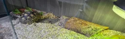 Tortoise reptiles for sale: Leapord Tortoise in Stockport - Advert 3