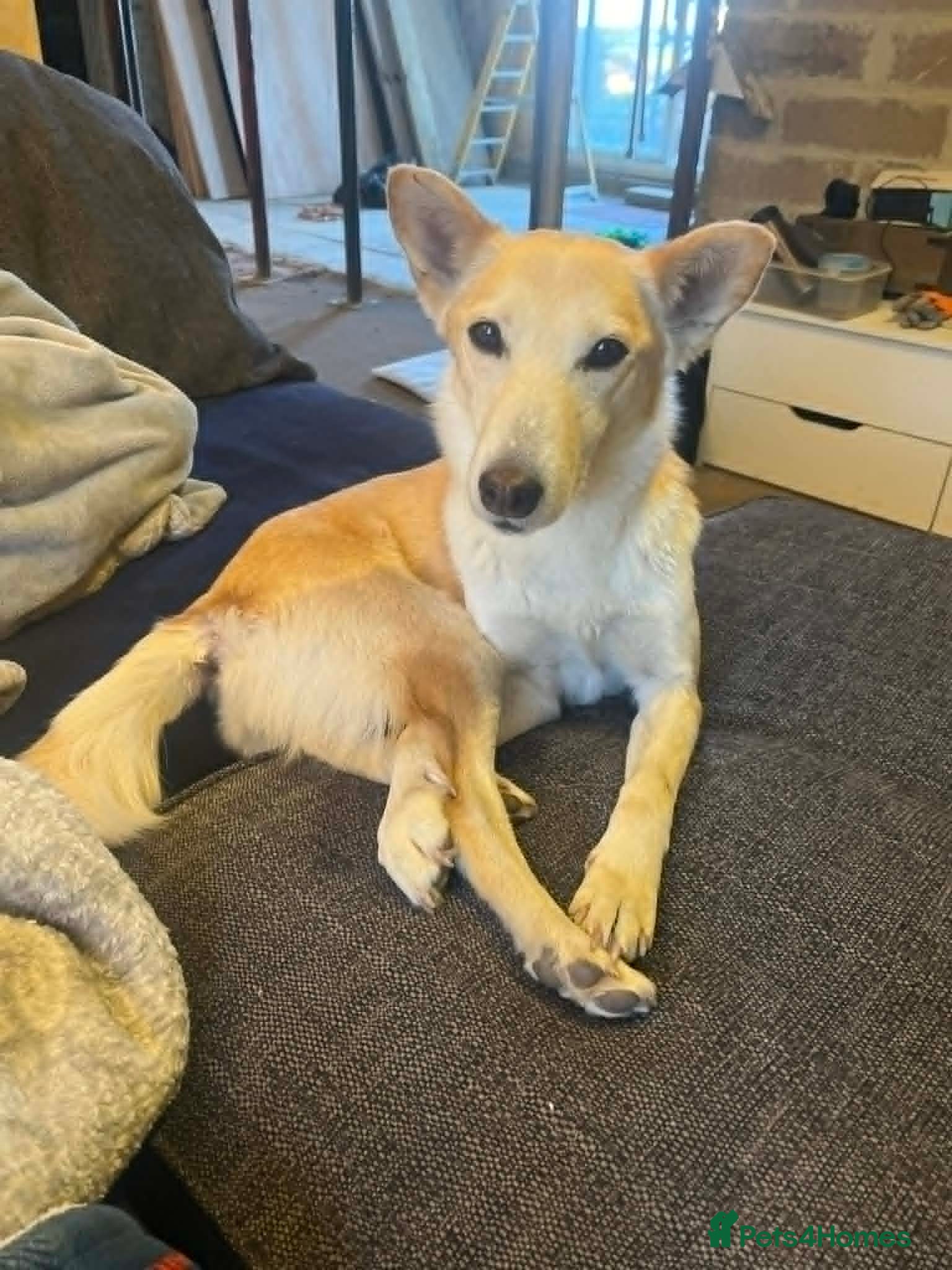 Mixed Breed dogs LINDY – 2 years old, Female, Mixed Breed - Advert 1