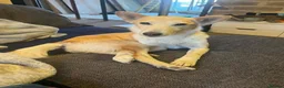 Mixed Breed dogs for adoption: LINDY – 2 years old, Female, Mixed Breed in ELY - Advert 1