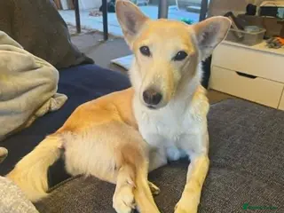 Mixed Breed dogs LINDY – 2 years old, Female, Mixed Breed - Advert 1