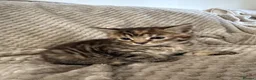 Mixed Breed cats for sale: Kittens - Advert 7