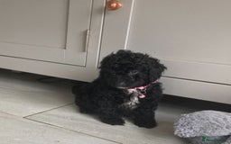 Poodle dogs for sale: Poodle 86% x cavalier DNA tested  - Image 4