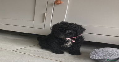 Poodle dogs - Advert 7
