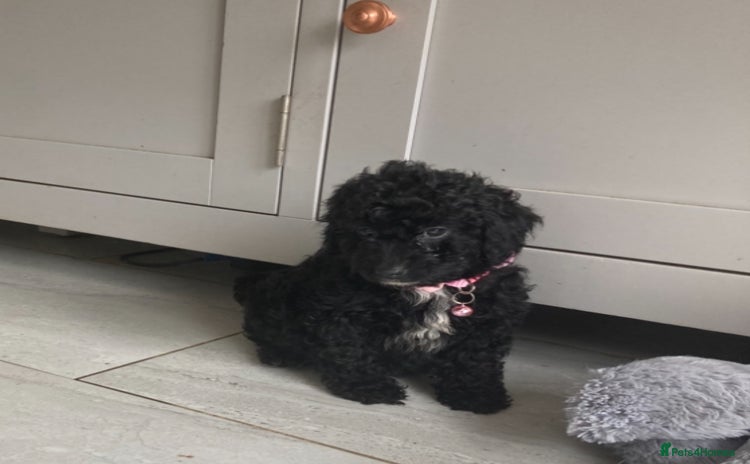 Poodle dogs - Advert 3