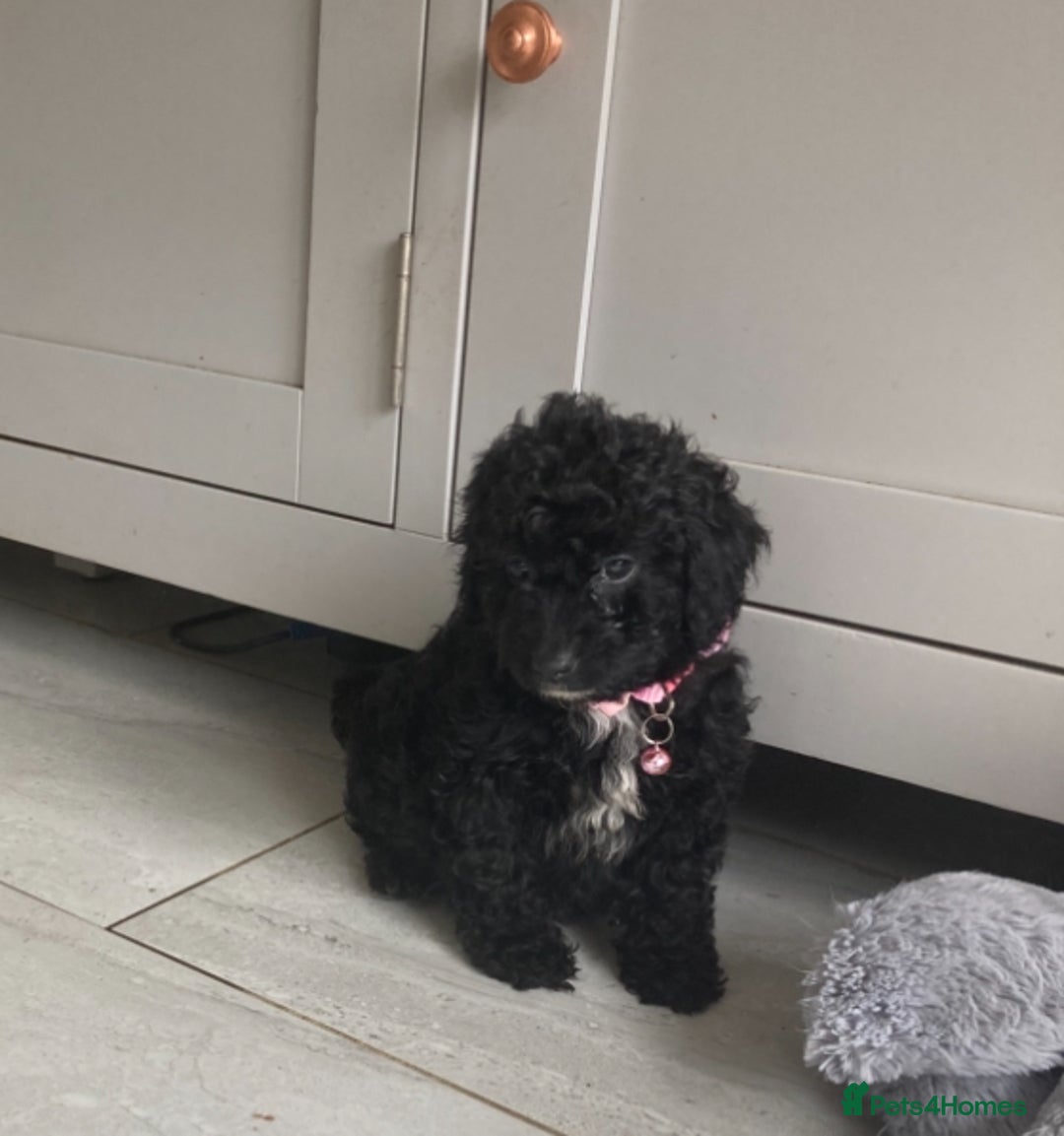 Poodle dogs for sale: Poodle 86% x cavalier DNA tested  - Image 4