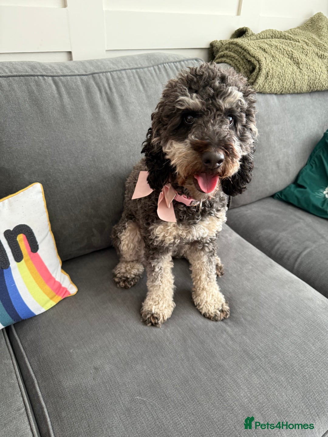 Cockapoo dogs for sale: Beautiful cockerpoo female  - Image 1