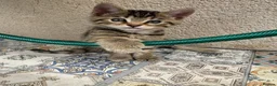 Bengal cats for sale: Boy and a girl  - Advert 5