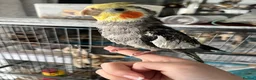 Cockatiels birds for sale: 4x mixed coloured cockatiles - Advert 29