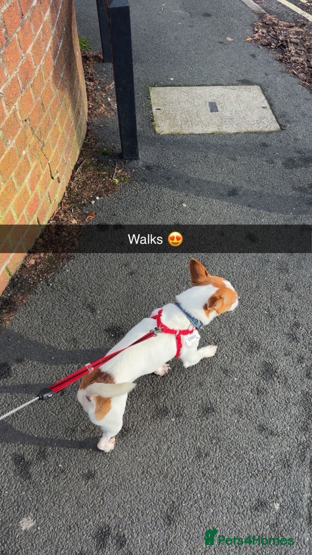 Mixed Breed dogs Chico  - Advert 6