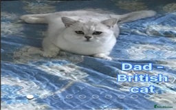 Scottish Fold cats for sale: 2 Scottish Girls  - Image 24