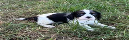 Cavalier King Charles Spaniel dogs for sale: Beautiful Cavalier Puppies Looking for Forever in Ashford - Advert 15