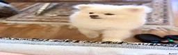 Pomeranian dogs for sale: Gorgeous Teddy Bear boy  - Advert 16