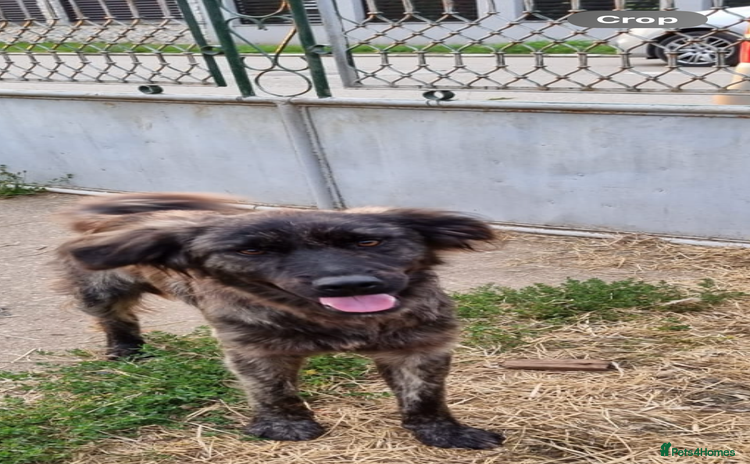 Mixed Breed dogs - Advert 19