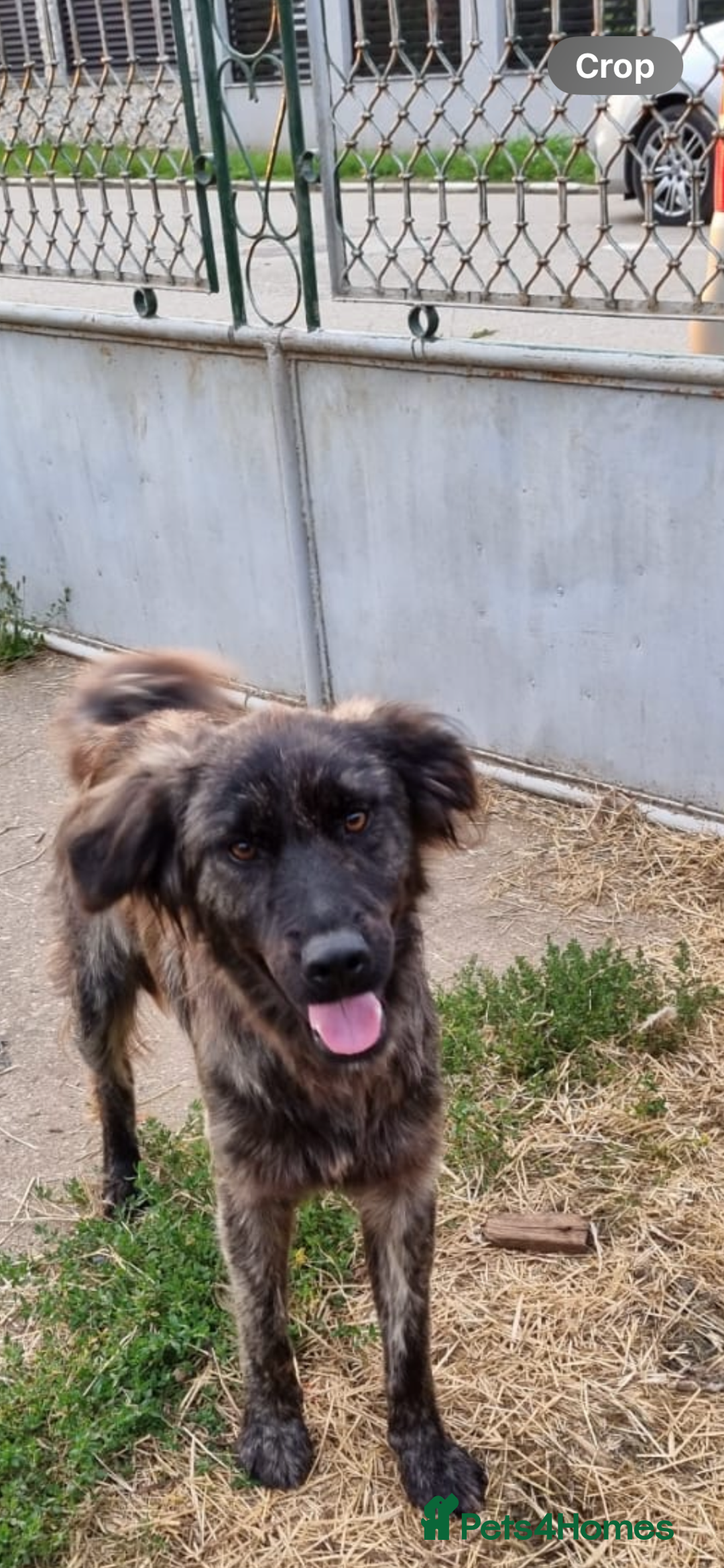 Mixed Breed dogs for adoption: 🆘‼️AT RISK OF BEING EUTHANISED! - Image 1