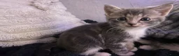Mixed Breed cats for sale: Lovely little kittens in Boston - Advert 26