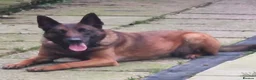 Belgian Shepherd Dog dogs for sale: WORKINGLINE PUPS FOR SALE in Birmingham - Advert 2