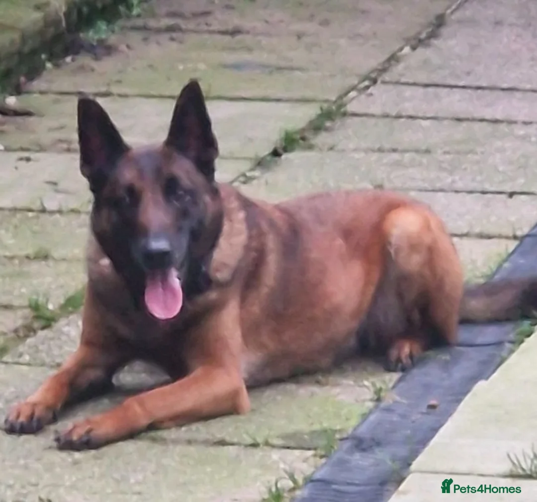 Belgian Shepherd Dog dogs for sale: WORKINGLINE PUPS FOR SALE in Birmingham - Advert 2