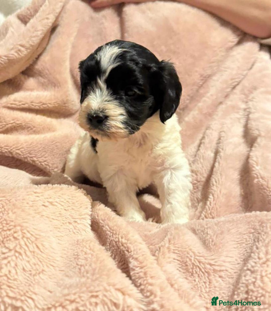 Mixed Breed dogs for sale: Cockshihpoos - Image 6