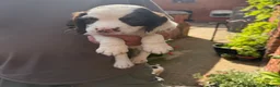 English Springer Spaniel dogs for sale: Springer Spaniel Puppies - Advert 10