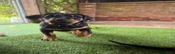 Dobermann dogs for sale: Exceptional Doberman X Doberman/rottwiler  - Advert 4