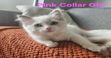 Ragdoll cats - Advert 11