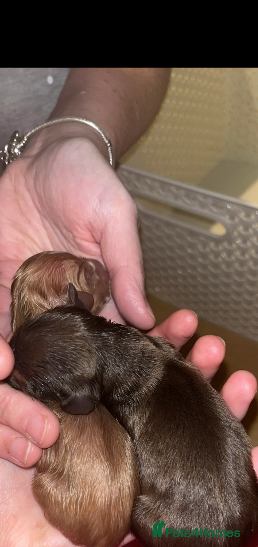 Miniature Dachshund dogs for stud: KC Miniature Dachshund in Liverpool - Advert 7