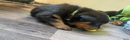 Rottweiler dogs for sale: Hulk and Ruby Rottweiler puppies  - Advert 11